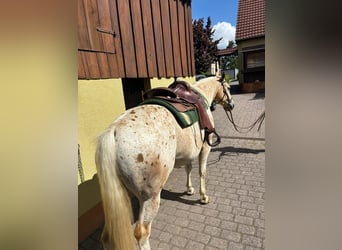 Appaloosa, Gelding, 5 years, 15 hh, Palomino