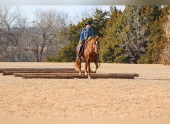 Appaloosa, Gelding, 5 years, 15 hh