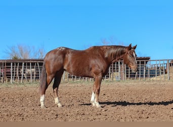 Appaloosa, Gelding, 5 years, 15 hh