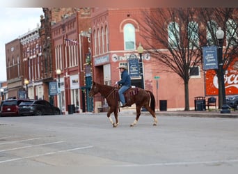 Appaloosa, Gelding, 5 years, 15 hh