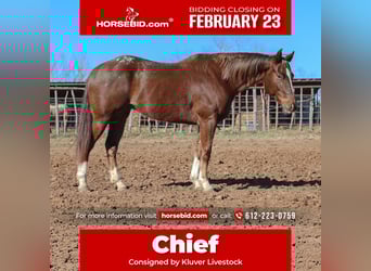 Appaloosa, Gelding, 5 years, 15 hh