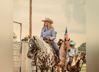 Appaloosa, Gelding, 5 years, 15 hh