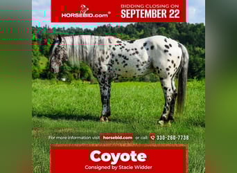 Appaloosa, Gelding, 5 years, 15 hh