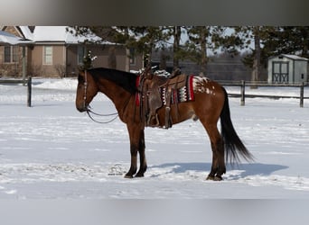 Appaloosa Mix, Gelding, 5 years, 15,2 hh, Bay