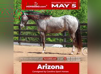 Appaloosa Mix, Gelding, 5 years, 15,2 hh, Roan-Blue