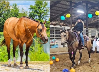 Appaloosa, Gelding, 5 years, 15,3 hh, Buckskin