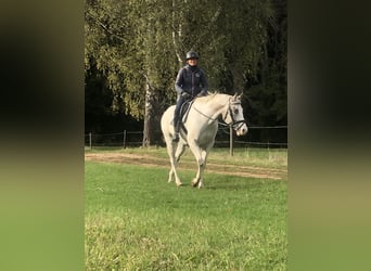 Appaloosa, Gelding, 5 years, 15,3 hh, Leopard-Piebald