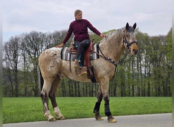 Appaloosa Mix, Gelding, 5 years, 16.2 hh, Leopard-Piebald