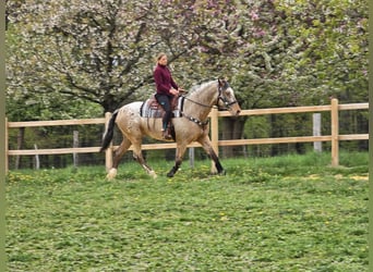 Appaloosa Mix, Gelding, 5 years, 16.2 hh, Leopard-Piebald
