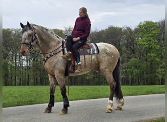 Appaloosa Mix, Gelding, 5 years, 16.2 hh, Leopard-Piebald