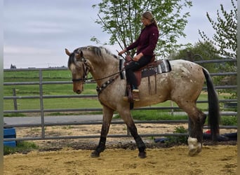 Appaloosa Mix, Gelding, 5 years, 16.2 hh, Leopard-Piebald