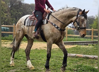 Appaloosa Mix, Gelding, 5 years, 16.2 hh, Leopard-Piebald