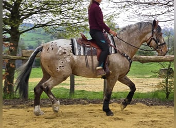 Appaloosa Mix, Gelding, 5 years, 16.2 hh, Leopard-Piebald