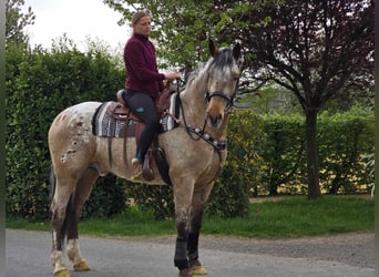 Appaloosa Mix, Gelding, 5 years, 16.2 hh, Leopard-Piebald
