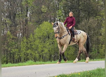 Appaloosa Mix, Gelding, 5 years, 16.2 hh, Leopard-Piebald