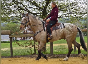 Appaloosa Mix, Gelding, 5 years, 16.2 hh, Leopard-Piebald