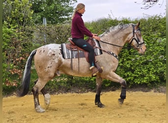 Appaloosa Mix, Gelding, 5 years, 16.2 hh, Leopard-Piebald
