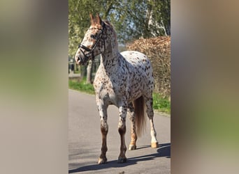 Appaloosa, Gelding, 5 years, 16 hh, Leopard-Piebald
