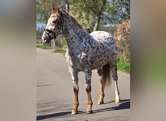 Appaloosa, Gelding, 5 years, 16 hh, Leopard-Piebald