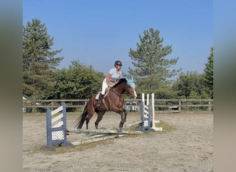 Appaloosa, Gelding, 5 years, 16,1 hh, Bay
