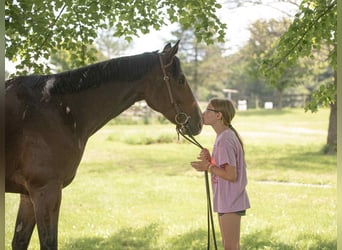 Appaloosa, Gelding, 5 years, 16,1 hh, Bay