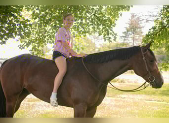 Appaloosa, Gelding, 5 years, 16,1 hh, Bay