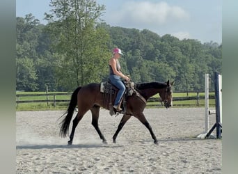 Appaloosa, Gelding, 5 years, 16,1 hh, Bay