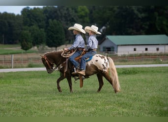 Appaloosa, Gelding, 5 years, 9.2 hh, Bay
