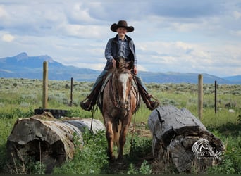 Appaloosa, Gelding, 5 years, Chestnut