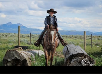 Appaloosa, Gelding, 5 years, Chestnut