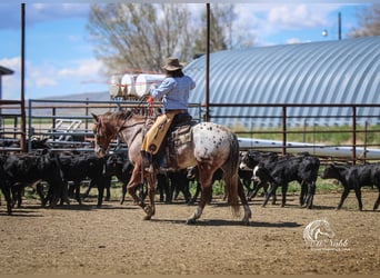 Appaloosa, Gelding, 5 years, Chestnut