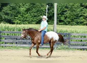 Appaloosa, Gelding, 5 years, Sorrel