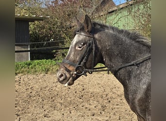 Appaloosa Mix, Wallach, 6 Jahre, 13,1 hh, White