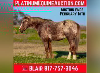 Appaloosa, Gelding, 6 years, 13.3 hh, Roan-Red