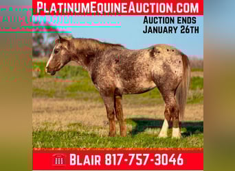 Appaloosa, Gelding, 6 years, 13,3 hh, Roan-Red