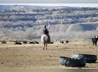 Appaloosa, Gelding, 6 years, 14.1 hh, Chestnut