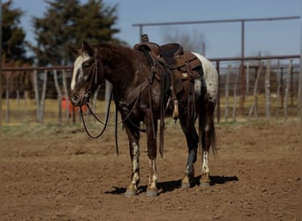 Appaloosa, Gelding, 6 years, 14.1 hh, Chestnut