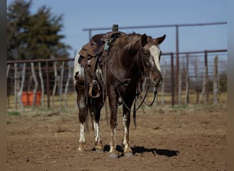 Appaloosa, Gelding, 6 years, 14.1 hh, Chestnut