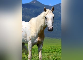 Appaloosa, Gelding, 6 years, 14.1 hh, Leopard-Piebald