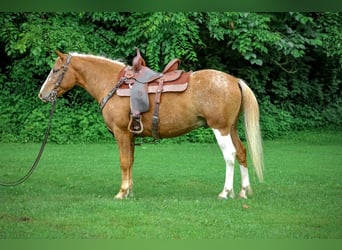 Appaloosa, Gelding, 6 years, 14.1 hh, Palomino