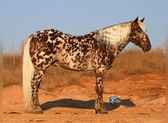 Appaloosa, Gelding, 6 years, 14,1 hh