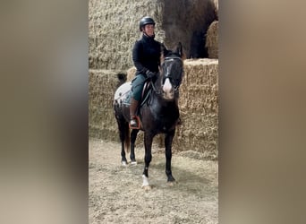 Appaloosa, Gelding, 6 years, 14.3 hh, Pinto