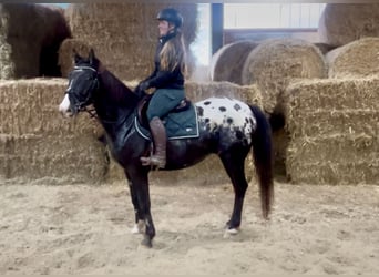 Appaloosa, Gelding, 6 years, 14.3 hh, Pinto