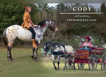 Appaloosa, Gelding, 6 years, 14 hh, Bay