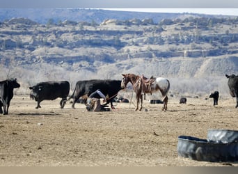 Appaloosa, Gelding, 6 years, 14,1 hh, Chestnut