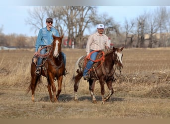 Appaloosa, Gelding, 6 years, 14,1 hh, Chestnut