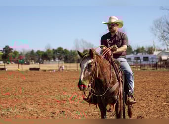 Appaloosa, Gelding, 6 years, 14,1 hh, Chestnut