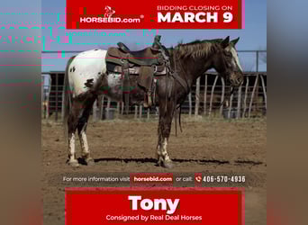 Appaloosa, Gelding, 6 years, 14,1 hh, Chestnut