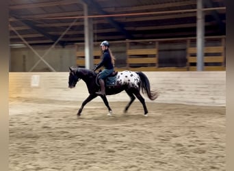 Appaloosa, Gelding, 6 years, 14,3 hh, Pinto