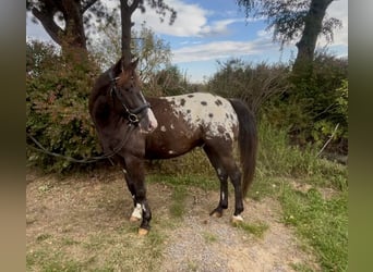 Appaloosa, Gelding, 6 years, 14,3 hh, Pinto